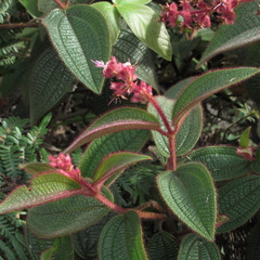 Miconia lealindeniana
