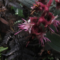 Miconia lealindeniana