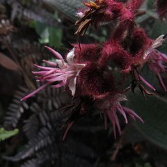 Miconia lealindeniana