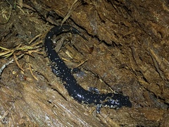 Plethodon sequoyah
