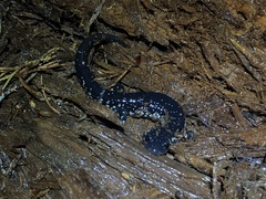 Plethodon sequoyah