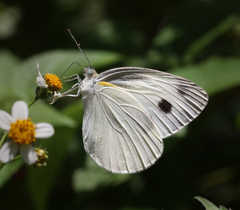 Pieris brassicae nepalensis
