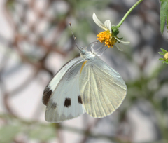 Pieris brassicae nepalensis