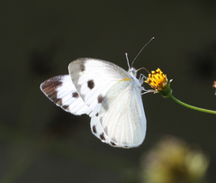 Pieris brassicae nepalensis