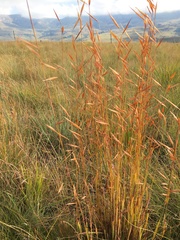 Monocymbium ceresiiforme