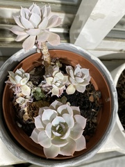Echeveria lilacina