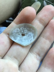 Macomona deltoidalis