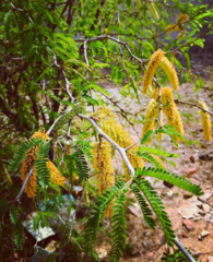 Prosopis laevigata