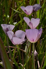 Calochortus uniflorus