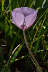 Calochortus uniflorus