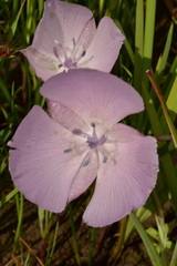 Calochortus uniflorus