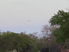 Nycticorax nycticorax