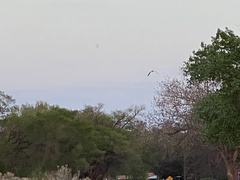 Nycticorax nycticorax