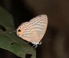 Jamides alecto eurysaces