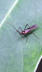 Cinchona (Cinchona)