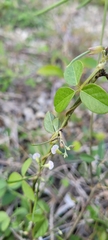 Teramnus labialis