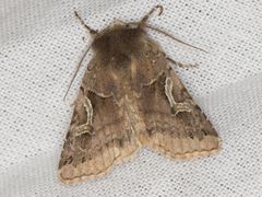 Cerastis enigmatica