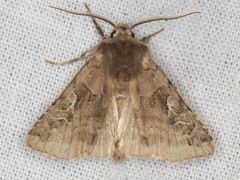 Cerastis enigmatica