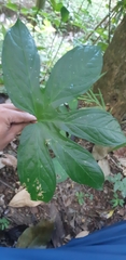 Tacca palmata