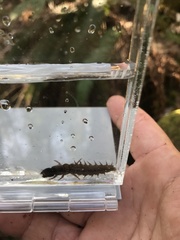 Dysmicohermes disjunctus