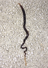 Limnodrilus hoffmeisteri