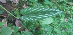 Cissus discolor