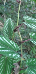 Cissus discolor