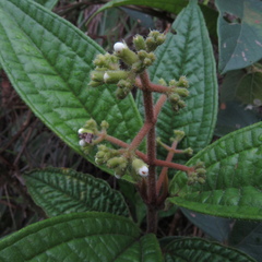 Miconia ibaguensis