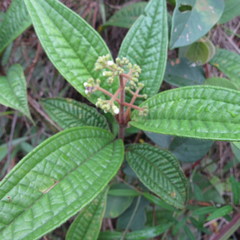 Miconia ibaguensis