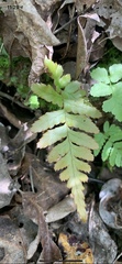 Dryopteris erythrosora
