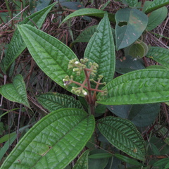 Miconia ibaguensis