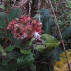 Miconia lealindeniana