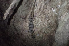 Dactylocnemis pacificus