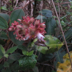 Miconia lealindeniana