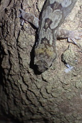 Dactylocnemis pacificus