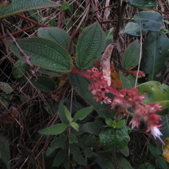 Miconia lealindeniana