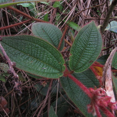 Miconia lealindeniana