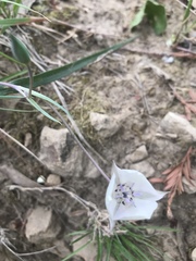 Calochortus umbellatus