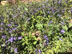 Glechoma hederacea