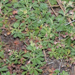 Alchemilla procumbens