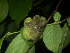 Taphrina virginica