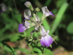 Collinsia multicolor