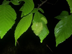 Taphrina virginica