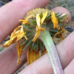 Hymenoxys integrifolia