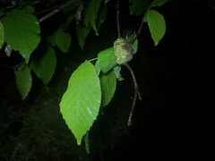 Taphrina virginica