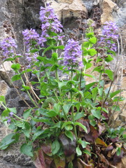 Penstemon ovatus