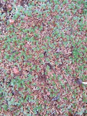 Selaginella nivea