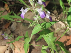 Collinsia multicolor