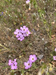 Leptosiphon montanus