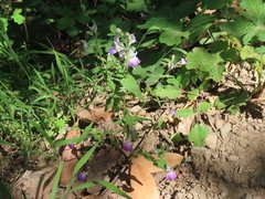 Collinsia multicolor